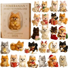 Pomeranian dolcetto cane